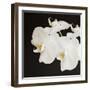 Dramatic Orchid 2-Susannah Tucker-Framed Art Print