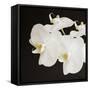 Dramatic Orchid 2-Susannah Tucker-Framed Stretched Canvas