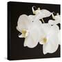 Dramatic Orchid 2-Susannah Tucker-Stretched Canvas