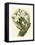 Dramatic Orchid I-Chas Storer-Framed Stretched Canvas