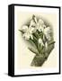 Dramatic Orchid I-Chas Storer-Framed Stretched Canvas