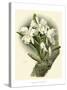Dramatic Orchid I-Chas Storer-Stretched Canvas