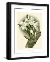 Dramatic Orchid I-Chas Storer-Framed Art Print