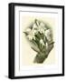 Dramatic Orchid I-Chas Storer-Framed Art Print