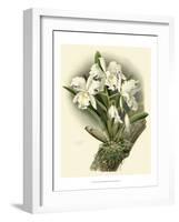 Dramatic Orchid I-Chas Storer-Framed Art Print