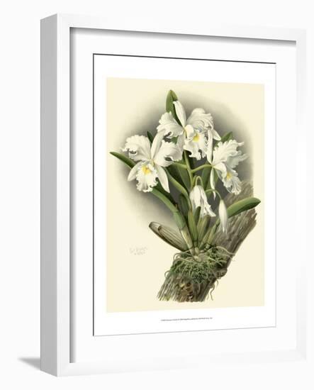 Dramatic Orchid I-Chas Storer-Framed Art Print