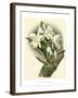 Dramatic Orchid I-Chas Storer-Framed Art Print