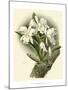 Dramatic Orchid I-Chas Storer-Mounted Art Print