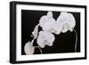 Dramatic Orchids I-Sandra Iafrate-Framed Art Print