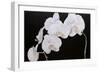 Dramatic Orchids I-Sandra Iafrate-Framed Art Print