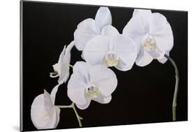 Dramatic Orchids I-Sandra Iafrate-Mounted Art Print