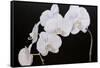 Dramatic Orchids I-Sandra Iafrate-Framed Stretched Canvas