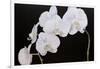 Dramatic Orchids I-Sandra Iafrate-Framed Art Print