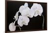 Dramatic Orchids I-Sandra Iafrate-Framed Art Print