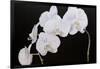 Dramatic Orchids I-Sandra Iafrate-Framed Art Print