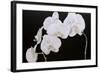 Dramatic Orchids I-Sandra Iafrate-Framed Art Print