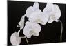 Dramatic Orchids I-Sandra Iafrate-Mounted Art Print