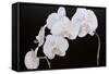 Dramatic Orchids I-Sandra Iafrate-Framed Stretched Canvas