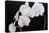 Dramatic Orchids I-Sandra Iafrate-Stretched Canvas