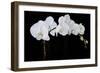 Dramatic Orchids II-Sandra Iafrate-Framed Art Print