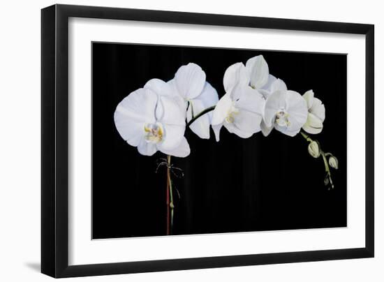 Dramatic Orchids II-Sandra Iafrate-Framed Art Print