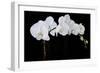 Dramatic Orchids II-Sandra Iafrate-Framed Art Print