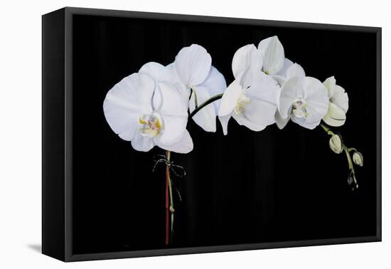 Dramatic Orchids II-Sandra Iafrate-Framed Stretched Canvas