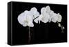 Dramatic Orchids II-Sandra Iafrate-Framed Stretched Canvas