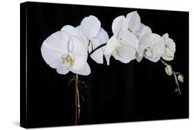Dramatic Orchids II-Sandra Iafrate-Stretched Canvas