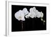 Dramatic Orchids II-Sandra Iafrate-Framed Art Print