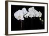 Dramatic Orchids II-Sandra Iafrate-Framed Art Print