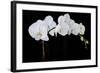 Dramatic Orchids II-Sandra Iafrate-Framed Art Print