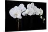 Dramatic Orchids II-Sandra Iafrate-Stretched Canvas