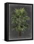Dramatic Palm I-Vision Studio-Framed Stretched Canvas