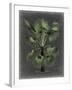 Dramatic Palm II-Vision Studio-Framed Art Print