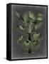 Dramatic Palm II-Vision Studio-Framed Stretched Canvas