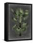 Dramatic Palm II-Vision Studio-Framed Stretched Canvas