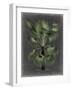 Dramatic Palm II-Vision Studio-Framed Art Print