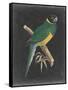 Dramatic Parrots I-Vision Studio-Framed Stretched Canvas