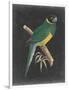 Dramatic Parrots I-Vision Studio-Framed Art Print