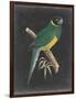 Dramatic Parrots I-Vision Studio-Framed Art Print