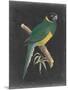 Dramatic Parrots I-Vision Studio-Mounted Art Print