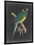 Dramatic Parrots I-Vision Studio-Framed Art Print