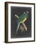 Dramatic Parrots I-Vision Studio-Framed Art Print