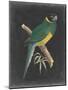 Dramatic Parrots I-Vision Studio-Mounted Art Print