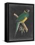 Dramatic Parrots I-Vision Studio-Framed Stretched Canvas