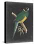 Dramatic Parrots I-Vision Studio-Stretched Canvas