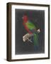 Dramatic Parrots IV-Vision Studio-Framed Art Print