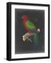 Dramatic Parrots IV-Vision Studio-Framed Art Print