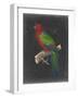 Dramatic Parrots IV-Vision Studio-Framed Art Print